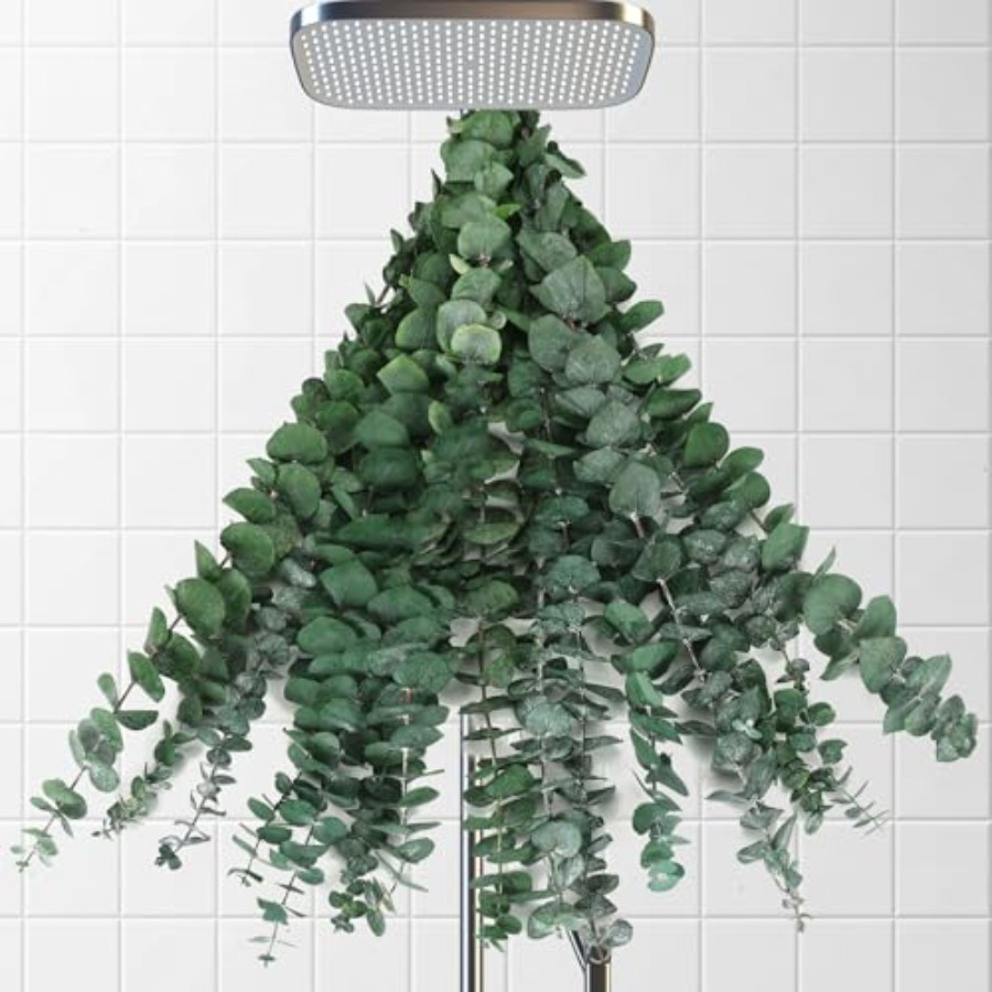 Dried Eucalyptus Stems for Sho - Home Fragrance Eucalyptus ulasan dan harga